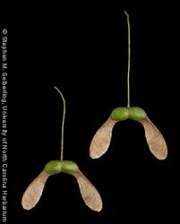 Attēlu rezultāti vaicājumam “Acer saccharinum fruit”