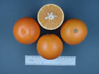 05. Hamlin Orange