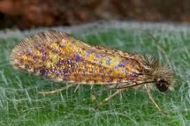 Attēlu rezultāti vaicājumam “Eriocraniidae”