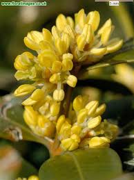 Attēlu rezultāti vaicājumam “Buxus sempervirens flower”
