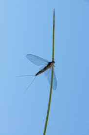 Attēlu rezultāti vaicājumam “Siphlonurus male”