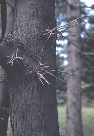 Attēlu rezultāti vaicājumam “Gleditsia triacanthos bud”