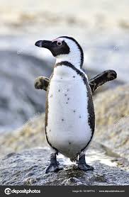 Image result for Spheniscus demersus