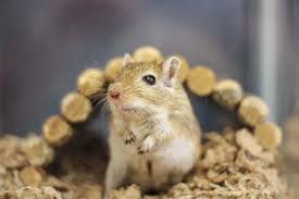 Image result for Gerbil