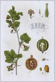 Attēlu rezultāti vaicājumam “Ribes uva-crispa leaf”