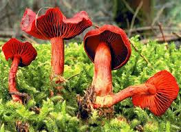 Attēlu rezultāti vaicājumam “Cortinarius sanguineus”