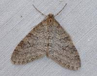 Attēlu rezultāti vaicājumam “Trichopteryx carpinata”