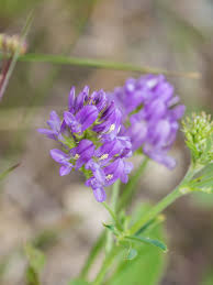 Attēlu rezultāti vaicājumam “Medicago sativa subsp. sativa”