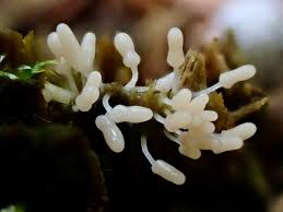 Attēlu rezultāti vaicājumam “Trichia ambigua spores”