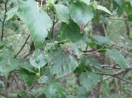 Attēlu rezultāti vaicājumam “Acalitus longisetosus”