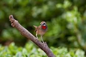 Image result for Luscinia calliope