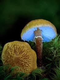 Attēlu rezultāti vaicājumam “Cystoderma amianthinum”