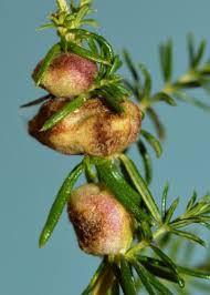 Attēlu rezultāti vaicājumam “Geocrypta galii”