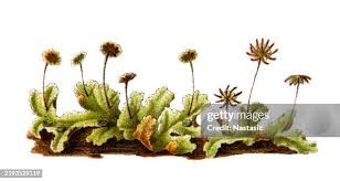 Attēlu rezultāti vaicājumam “Marchantia polymorpha”