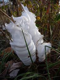 Attēlu rezultāti vaicājumam “Frost Flowers”