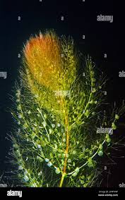 Attēlu rezultāti vaicājumam “Utricularia vulgaris leaf”