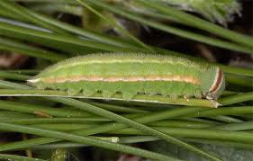 Attēlu rezultāti vaicājumam “Hyponephele lycaon male”