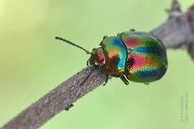 Attēlu rezultāti vaicājumam “Chrysolina fastuosa”