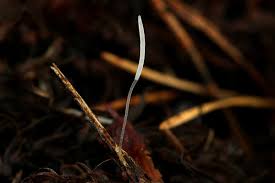 Attēlu rezultāti vaicājumam “Typhula erythropus”