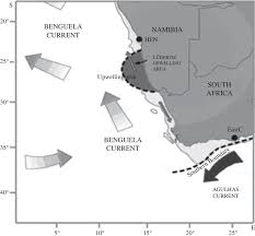 Image result for Argyrosomus inodorus