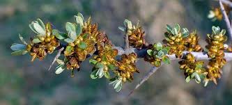 Attēlu rezultāti vaicājumam “Hippophae rhamnoides female flower”