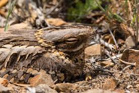 Image result for Caprimulgus ruficollis