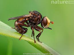 Attēlu rezultāti vaicājumam “Sicus ferrugineus”