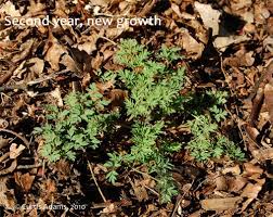 Image result for Adlumia cirrhosa