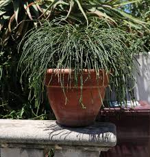 Attēlu rezultāti vaicājumam “Thuja plicata flower”