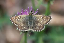 Attēlu rezultāti vaicājumam “Pyrgus serratulae upperside”