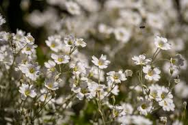 Image result for Schleifenblume