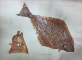 Image result for Hippoglossus hippoglossus