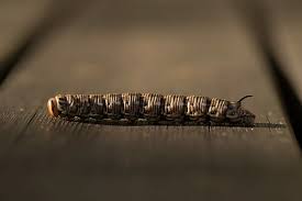 Attēlu rezultāti vaicājumam “Sphinx pinastri larva”