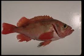 Image result for Sebastes fasciatus