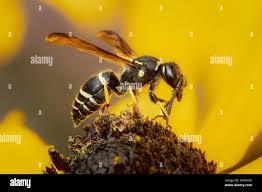 Attēlu rezultāti vaicājumam “Ancistrocerus sp. male”