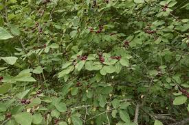 Attēlu rezultāti vaicājumam “Lonicera xylosteum leaf”