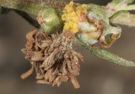 Attēlu rezultāti vaicājumam “Thetidia smaragdaria”