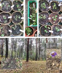 Attēlu rezultāti vaicājumam “Pulsatilla patens fruit”