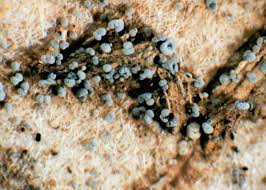 Attēlu rezultāti vaicājumam “Diachea leucopodia young”