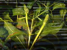 Attēlu rezultāti vaicājumam “Potamogeton lucens leaf”