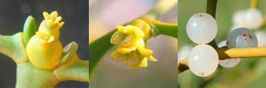 Attēlu rezultāti vaicājumam “Viscum album fruit”