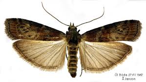 Attēlu rezultāti vaicājumam “Phycita roborella”