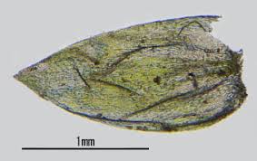 Attēlu rezultāti vaicājumam “Plagiothecium cavifolium”