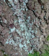 Attēlu rezultāti vaicājumam “Lepraria incana”