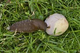 Attēlu rezultāti vaicājumam “Arion lusitanicus”