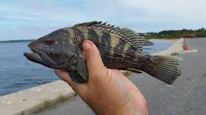 Image result for Centropristis striata