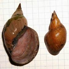 Attēlu rezultāti vaicājumam “Lymnaeidae”