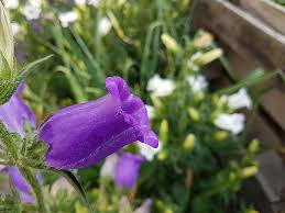 Image result for Marienglockenblumen