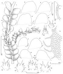 Attēlu rezultāti vaicājumam “Chiloscyphus”