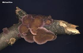 Attēlu rezultāti vaicājumam “Trichaptum biforme”